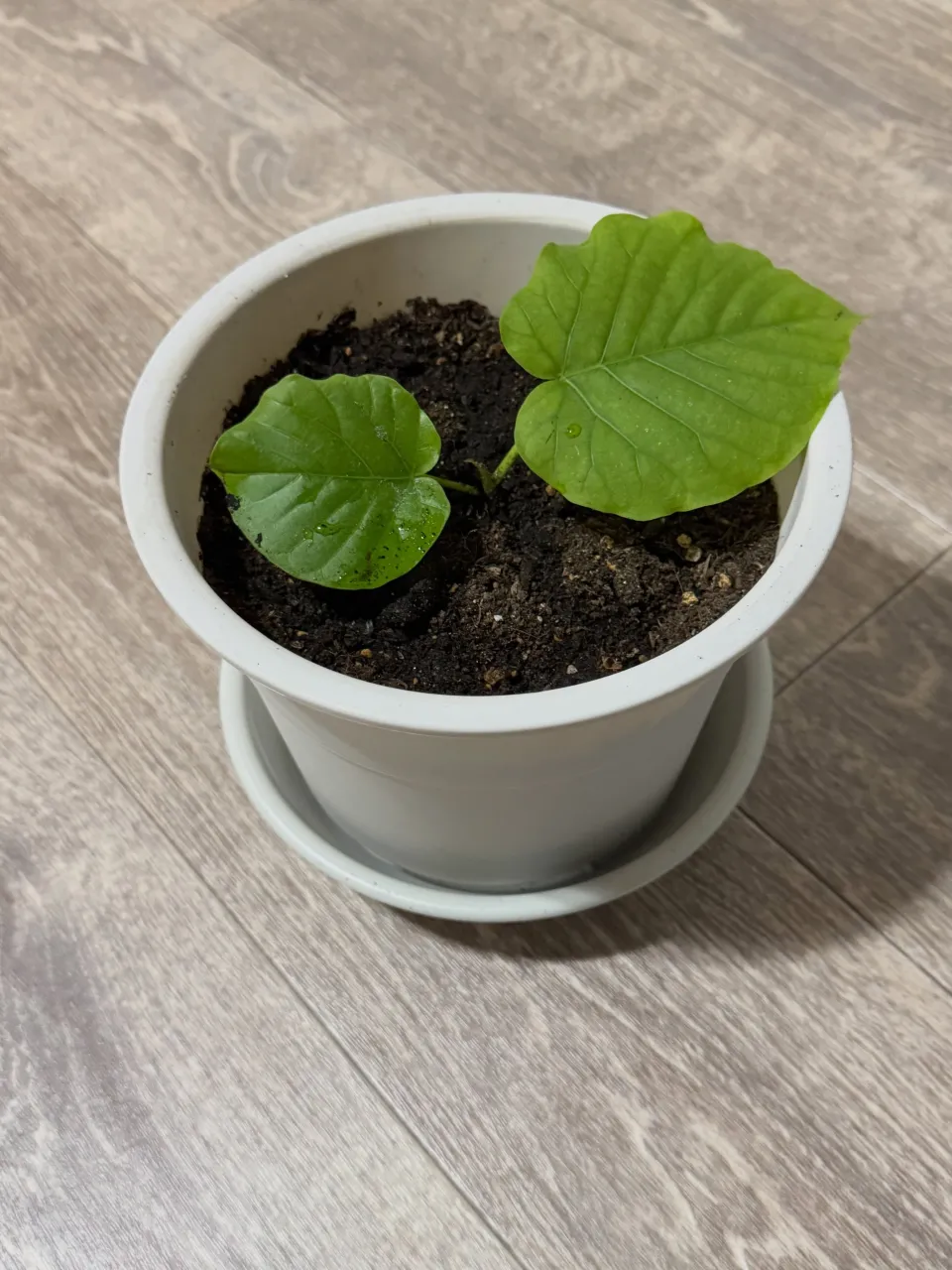 🌿 お祝いでいただいた観葉植物 🌿