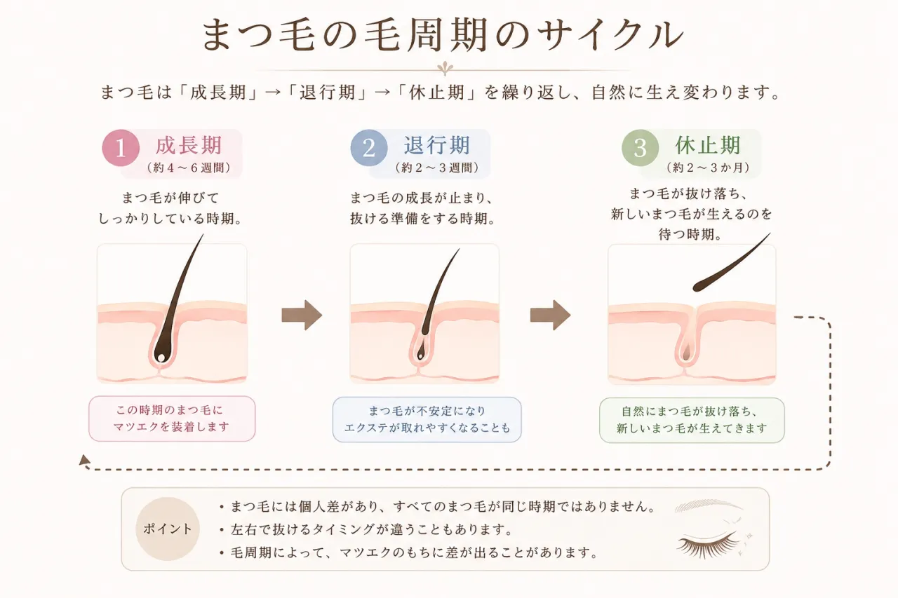 マツエクの毛周期を知って南浦和駅周辺で理想の仕上がりを長く保つ方法